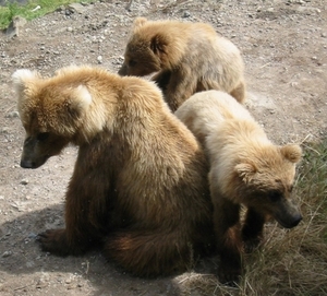 Bear Cubs Pic